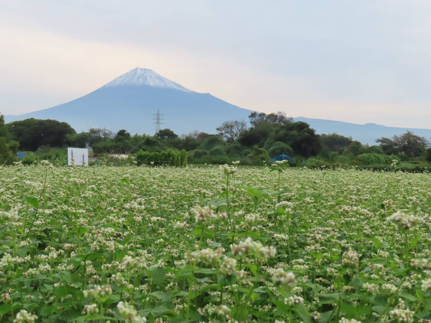 河口湖のそばの花